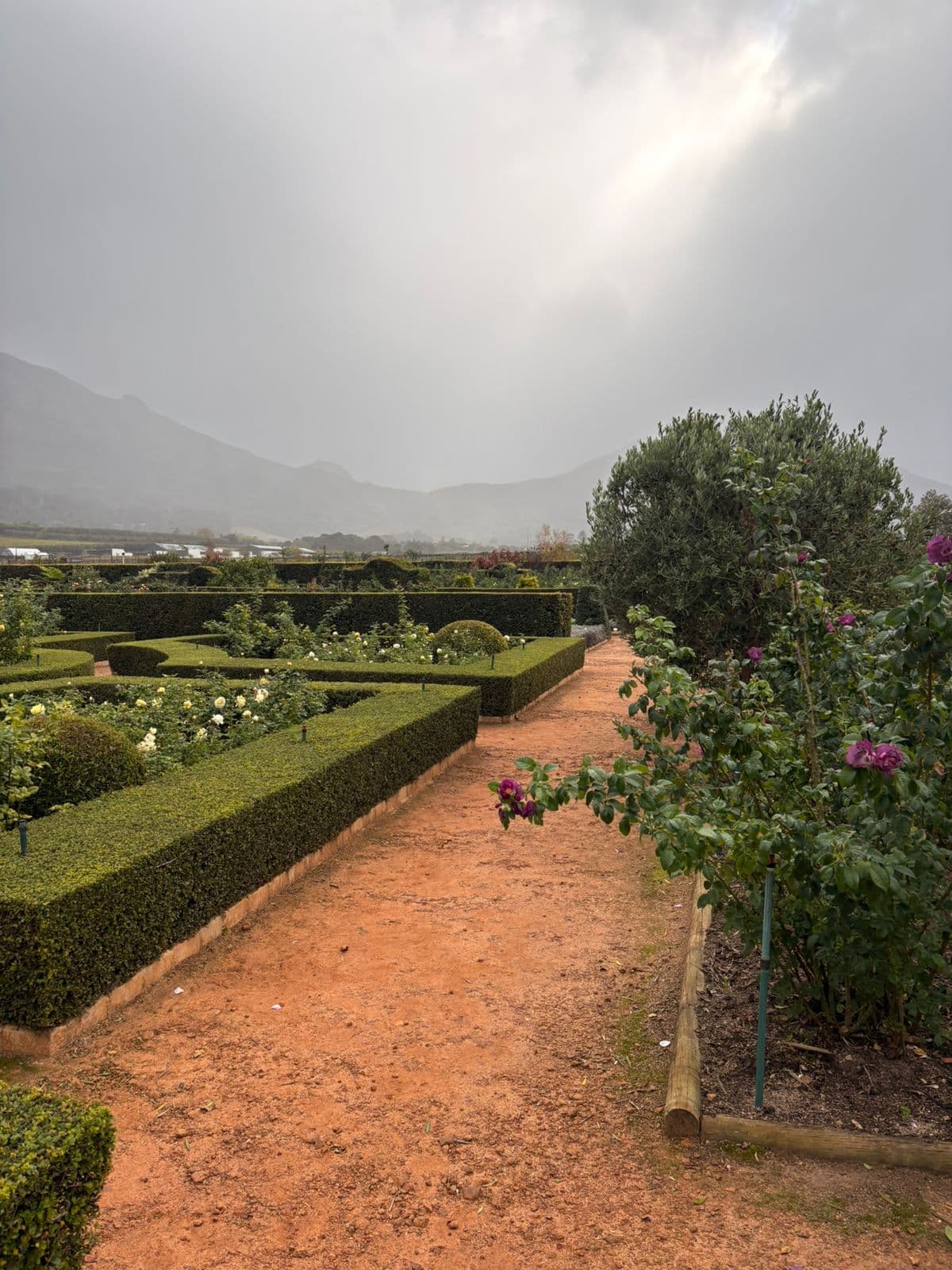 Rose Garden