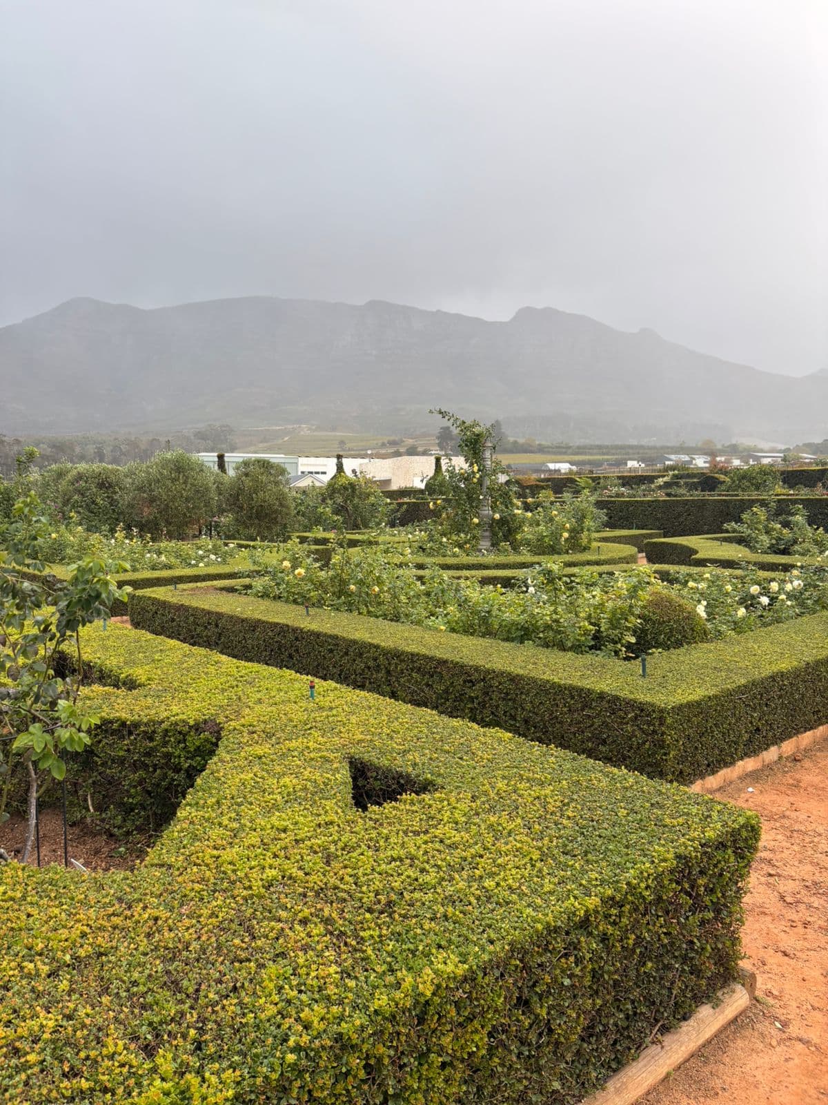 Constantia rose garden and mountain